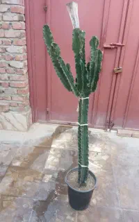 کاکتوس افوربیا اَره ای