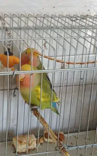 طوطی