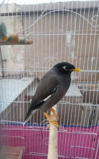 مرغ مینا سخنگو