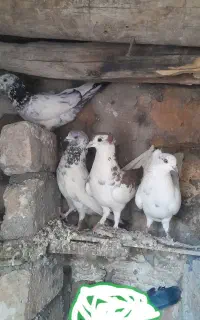 کبوتر پرشی