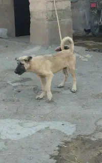 توله عراقی