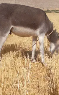 فروش الاغ