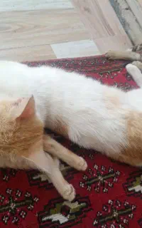 واگذاری گربه به خانواده