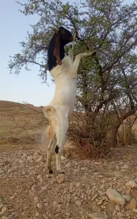 نر بز پاکستانی