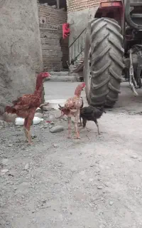 جوجه لاری افغان
