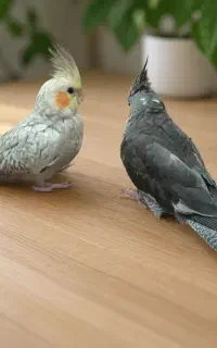 عروس هلندی‌های گمشده