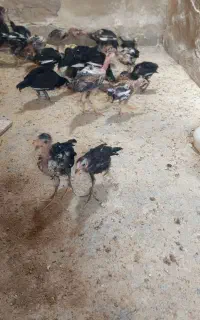 جوجه لاری و چابهاری