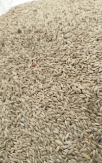 تخم کتان به قیمت مناسب مخصوص پرنده