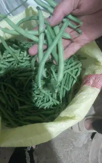 لوبیا سبز