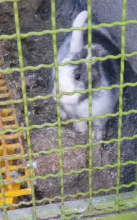 خرگوش لوپ هلندی