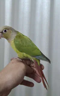 گرینچیک گمشده در محدوده انسجام شهروز