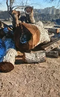 خرید چوب هرس کاری قطع درختهای خطرناک وپرخطر