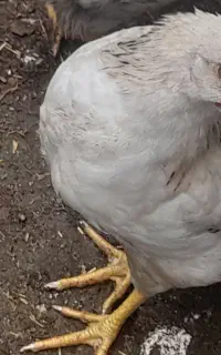 ۷۰ جوجه گلپایگان ۳ ماهه