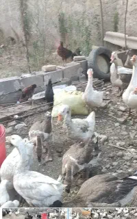 اردک وغاز  بالغ چاق