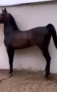 اسب کرد،اسب دره شور،اسب رفسنجان