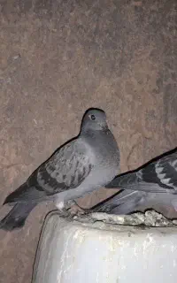 فرش طرح جوجه مسافتی شناسنامه دار