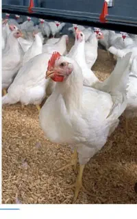 مرغ زنده کیلویی 220