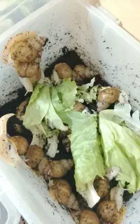 حلزون آلبینو مولد تخم گذار