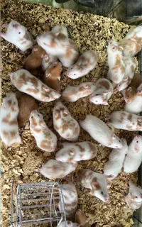 همسترهای سوری در انواع رنگ ها