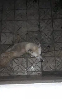 سگ هاسکی