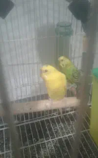 یک جفت مرغ عشق نر ماده