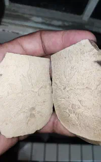 فسیل سنجاقک