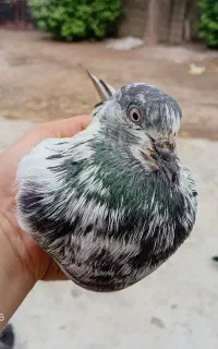 یک عدد کبوتر نر خوب