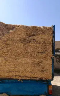 کاه گندم