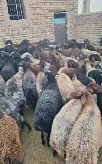 فروش شیشک میش ۸۰ راس در زنجان