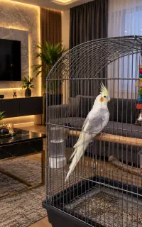 جفت عروس نر سخنگو
