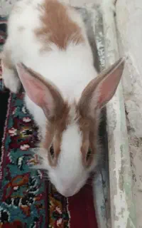 خرگوش بازیگوش و زیبا