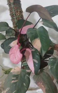گل پینک پرنسس،سینگونیوم ابلق،کامپکت