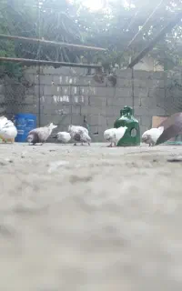 تعدادی کبوتر بلند پرواز.