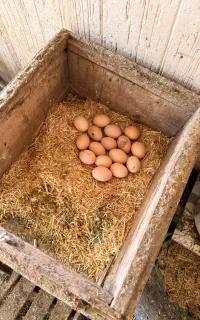 تخمه نطفه دار برهمه