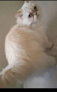 گربه