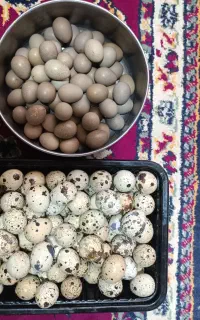 تخم بلدرچین خانگی و مینیاتوری نطفه دار