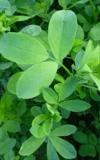بذر یونجه درجه یک
