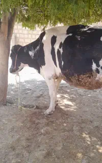 .گاو جوان