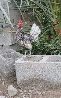 خروس سبرایت