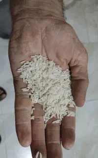 برنج هاشمی