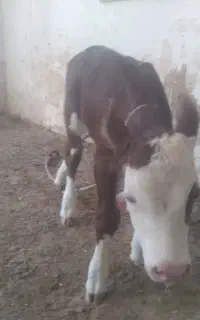 گوساله