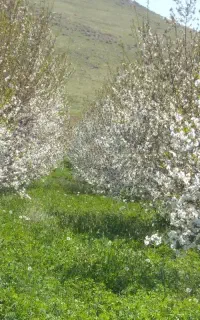 یونجه خرمن کوب