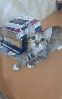 واگذاری گربهDSH واکسیناسیون شده