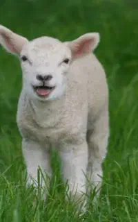 بره برای قربانی