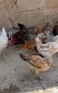 مرغ وخروس محلی اصل