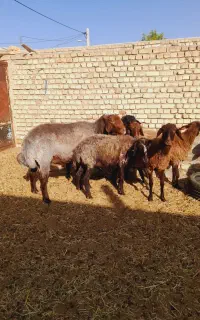 قوچ افشاری میش بز