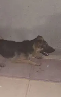 سگ ژرمن
