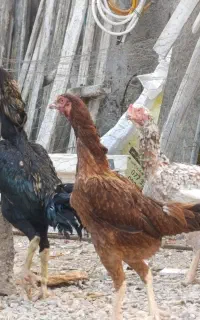 دو عدد مرغ و یک عدد خروس لاری اصیل