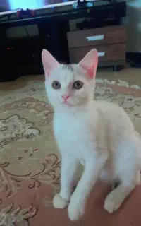 گربه ماده