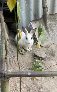 خرگوش